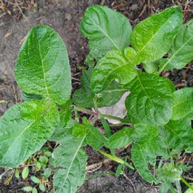 Candis's garden