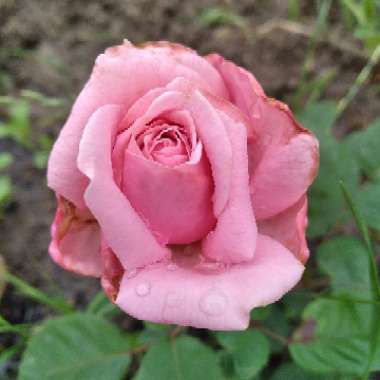 Rose 'Belinda's Dream' (Shrub)