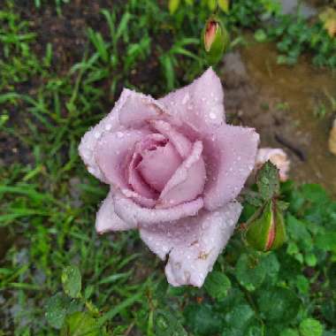 Rose 'Blue Girl'