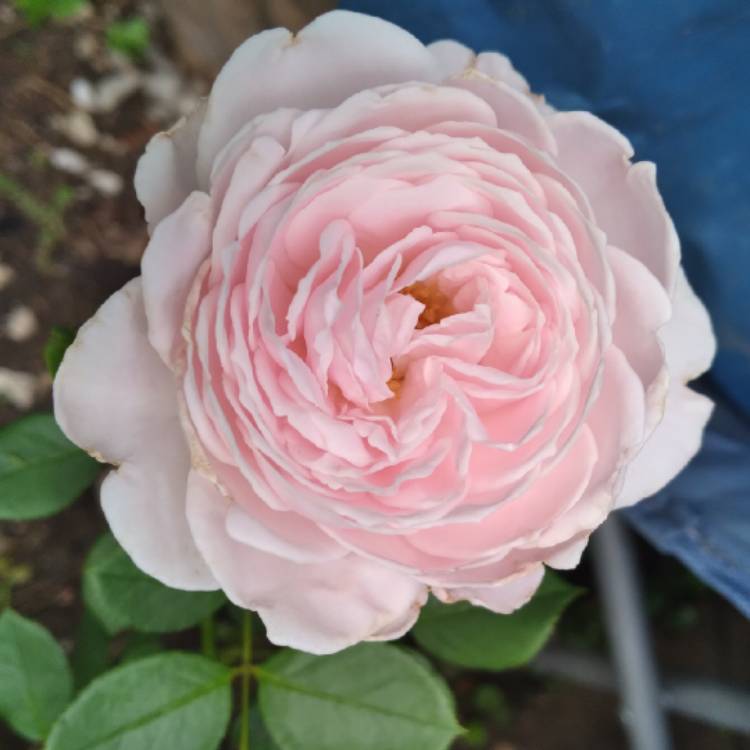 Plant image Rosa 'Korgeowim' syn. Rosa 'Earth Angel', Rosa 'Christiana', Rosa 'Duchesse Christiana', Rosa 'Herzogin Christiana', Rosa 'La Belle Rouet', Rosa 'Secret Parfuma'