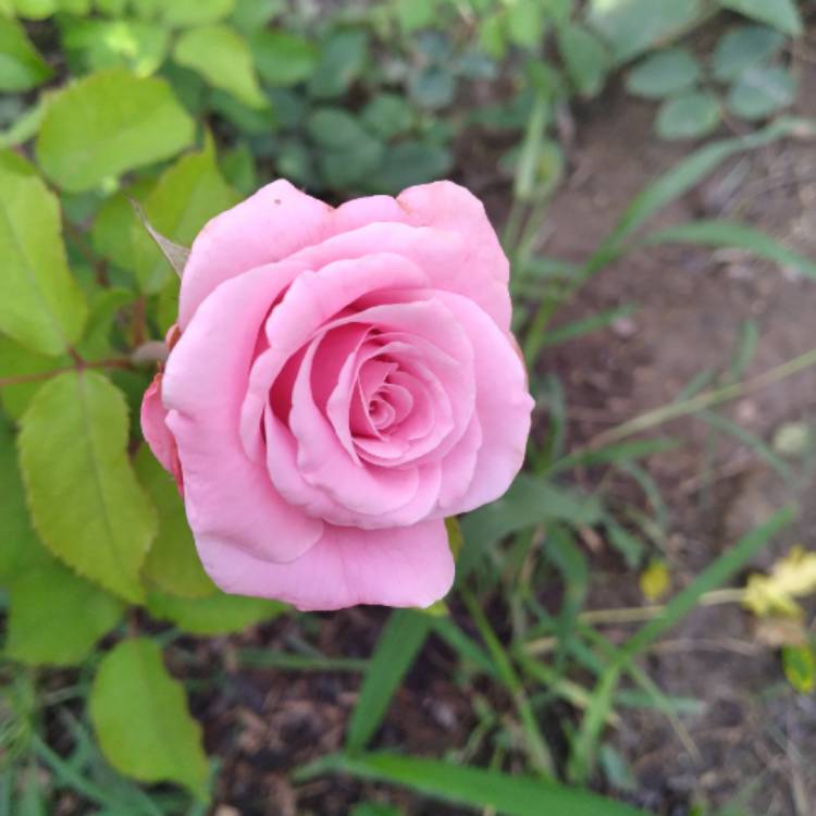 plant image 1501094