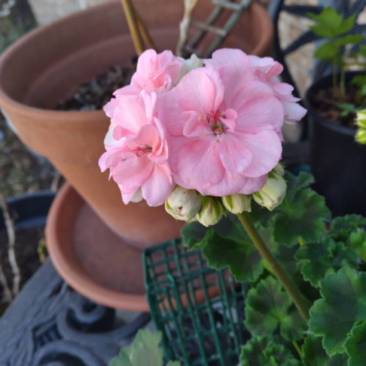 plant image 1572998