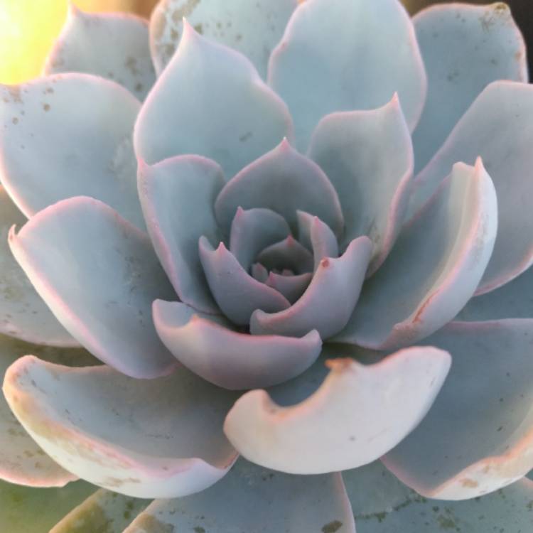 plant image 1574542