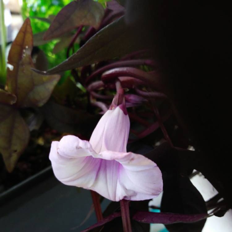 plant image 389229