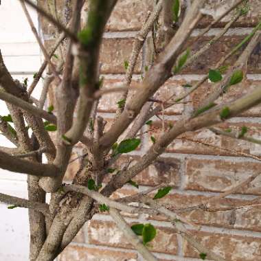 Hibiscus lunariifolius