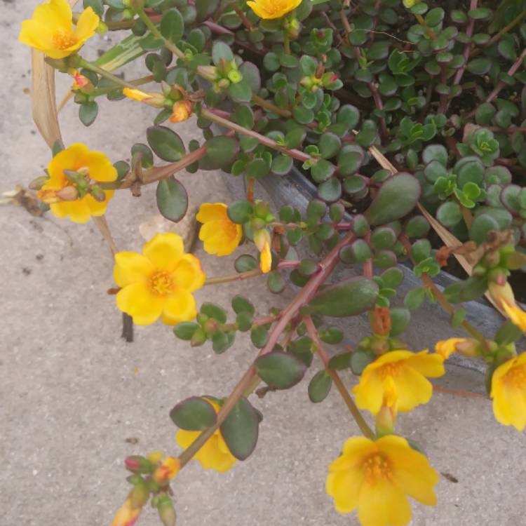 Plant image Portulaca oleracea 'Sun Jewels'
