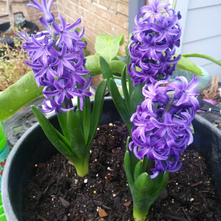 plant image 621374