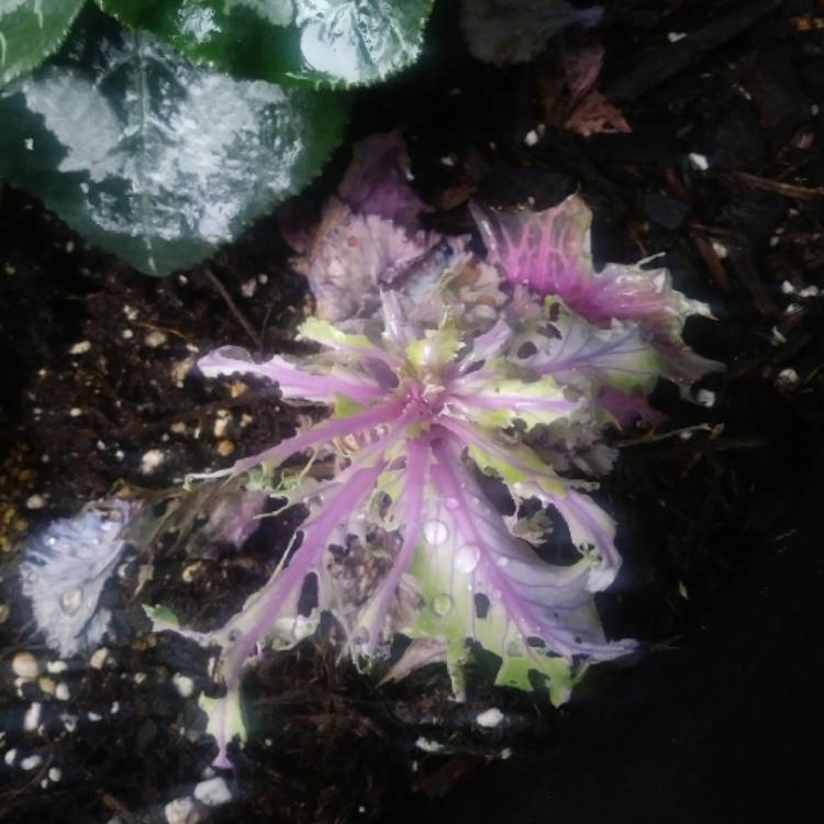 Plant image Brassica oleracea (Acephala Group)
