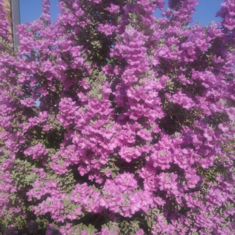 plant image 826845