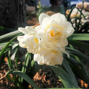 Narcissus 'Erlicheer' syn. Narcissus 'Gaiety'