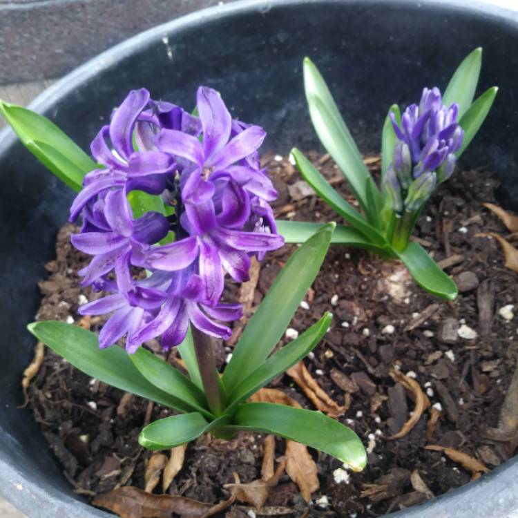 plant image 946057