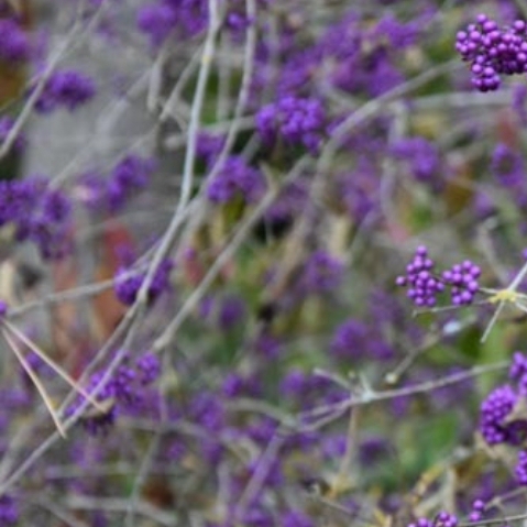 plant image 674818