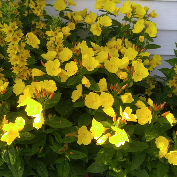 plant image 1071662