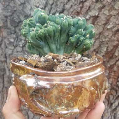 Cereus forbesii monstrose 'Ming Thing'