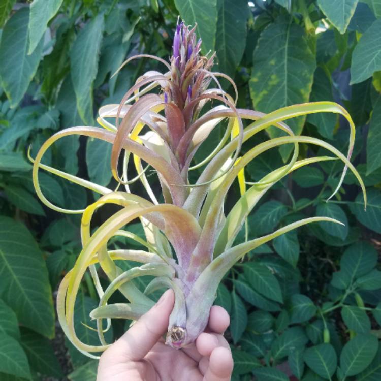 plant image 1076653