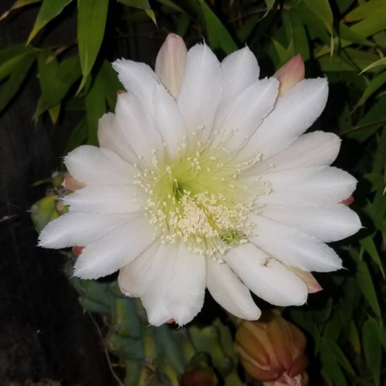 plant image 1119517