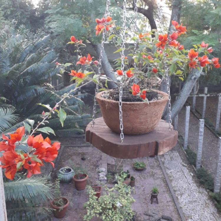 Plant image Bougainvillea Red Dragon™ 'Summer'