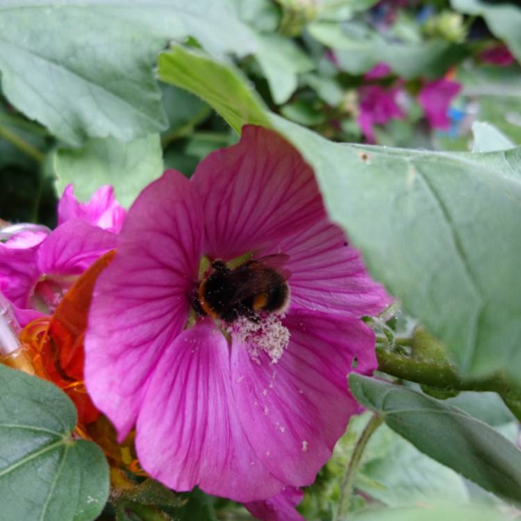 Plant image Lavatera x clementii 'Burgundy Wine'