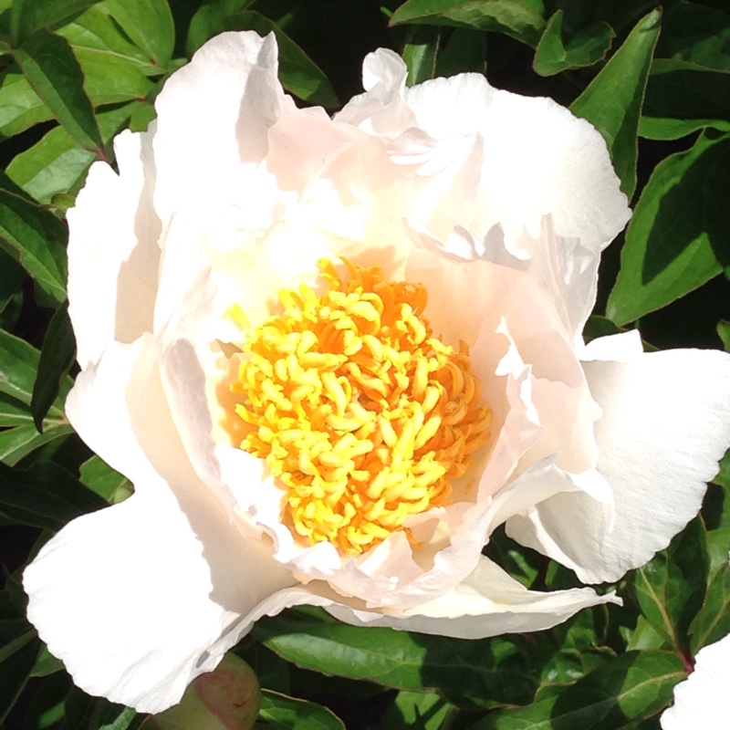 Plant image Paeonia lactiflora 'Krinkled White'