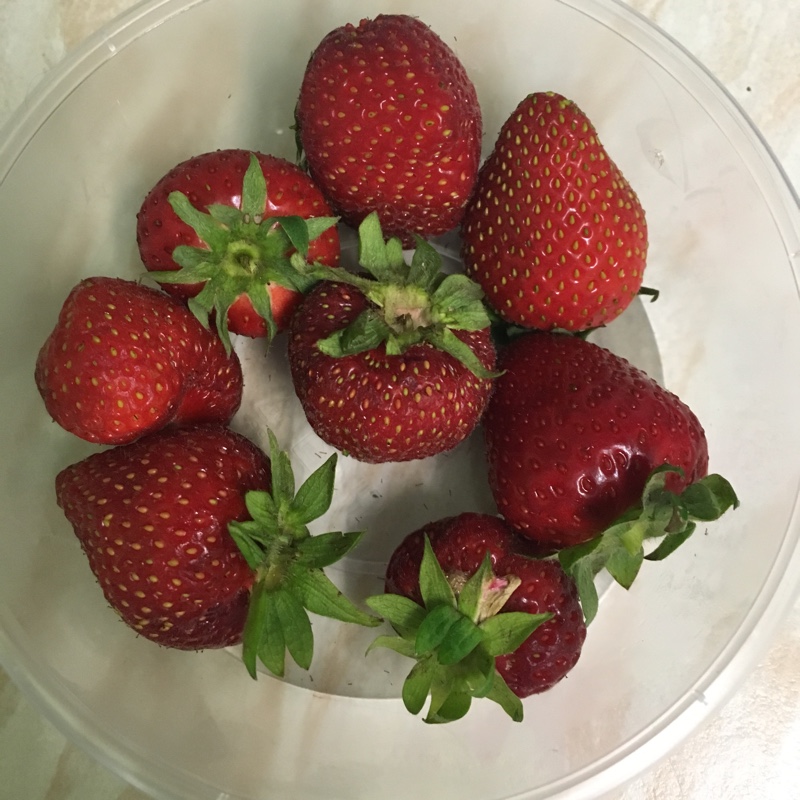 plant image 129274