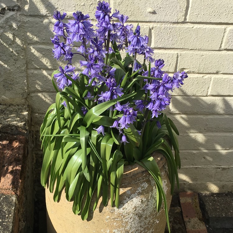 Plant image Hyacinthoides hispanica 'Danube'