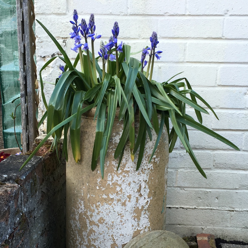 plant image 58188