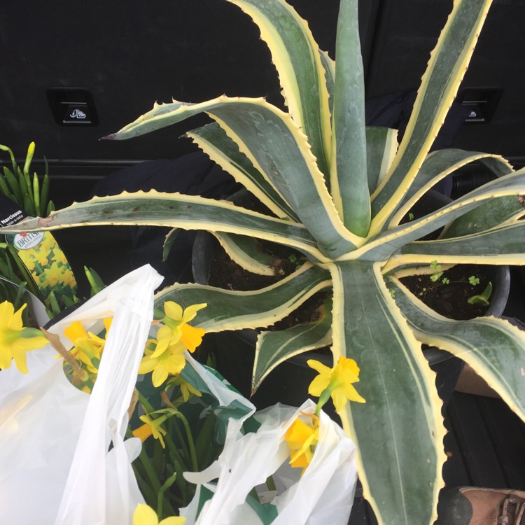 Plant image Agave Americana 'Marginata'