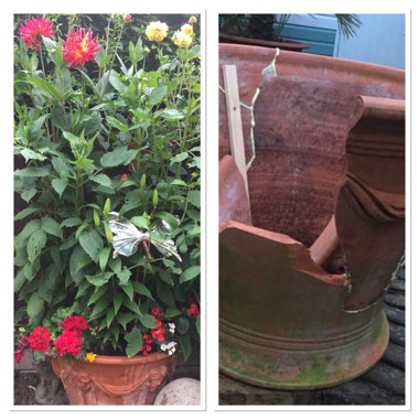 David's garden