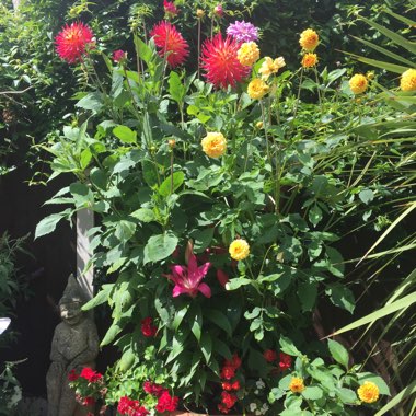 David's garden