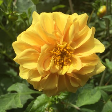 David's garden