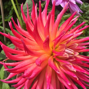 David's garden