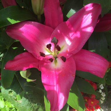 David's garden