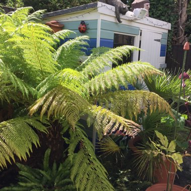 David's garden