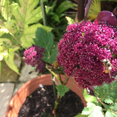 David's garden