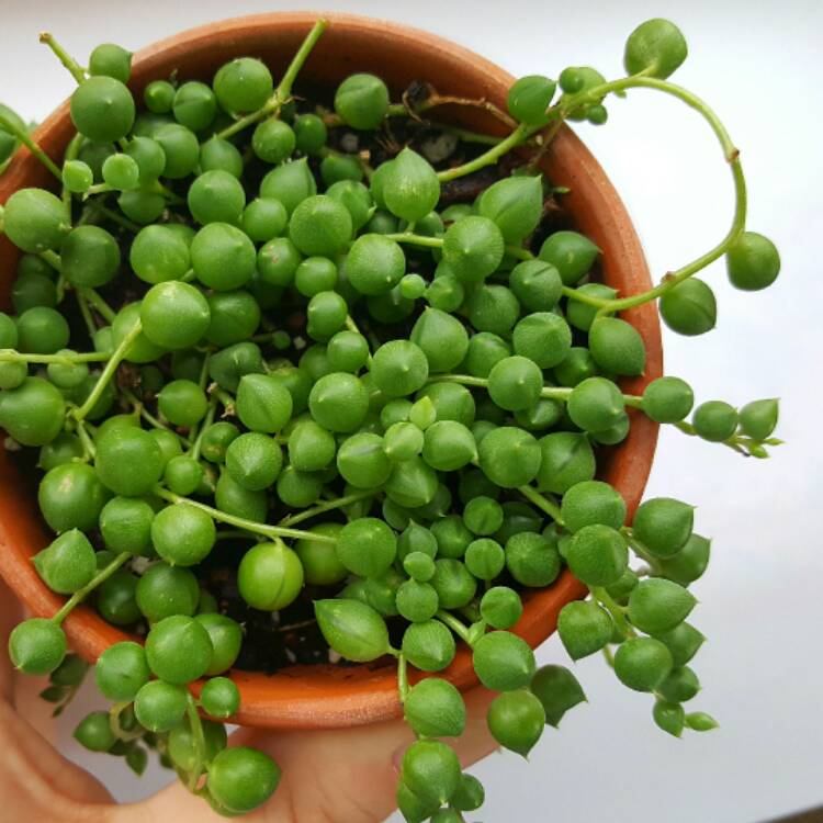 plant image 345461