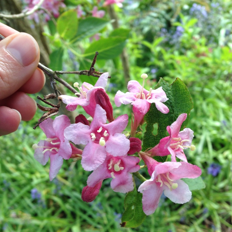 Weigela 'Venusta'