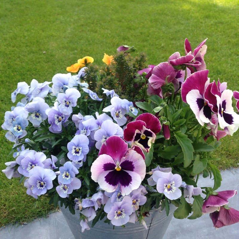Pansy