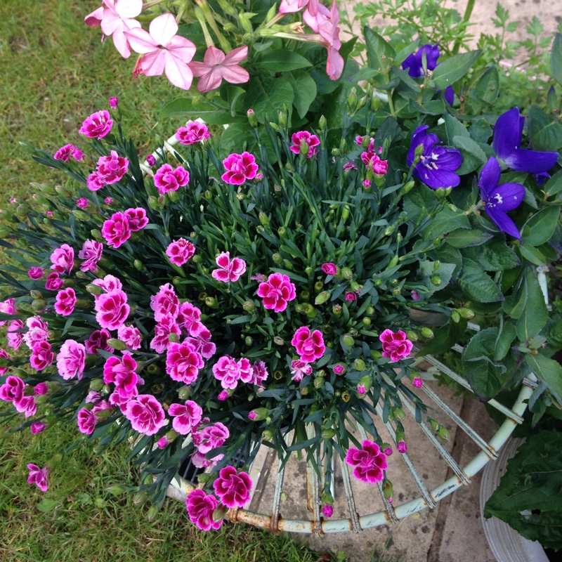 Plant image Dianthus 'Pink Kisses'
