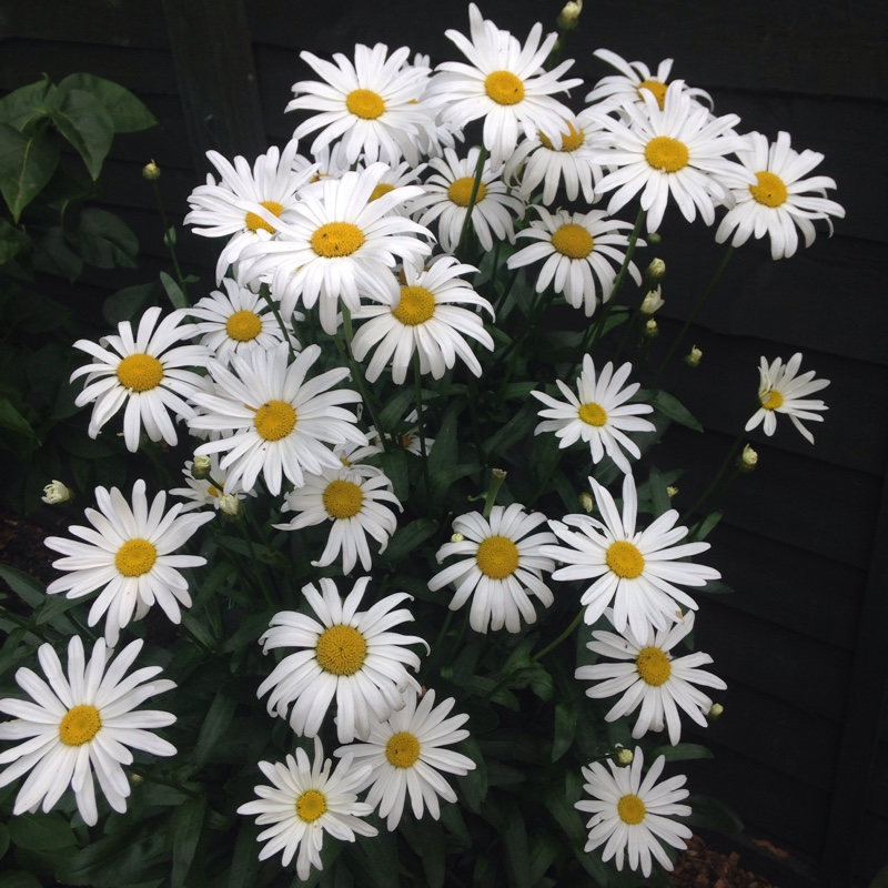 plant image 196400