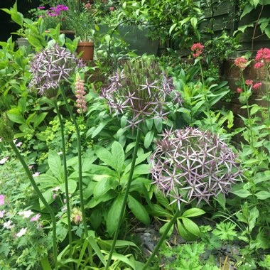 Allium 'Purple Sensation'