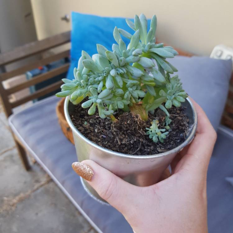 Plant image x Pachyveria Clavifolia Cristata