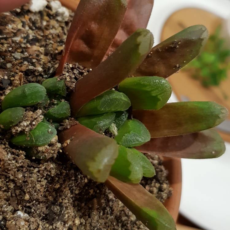 plant image 727530