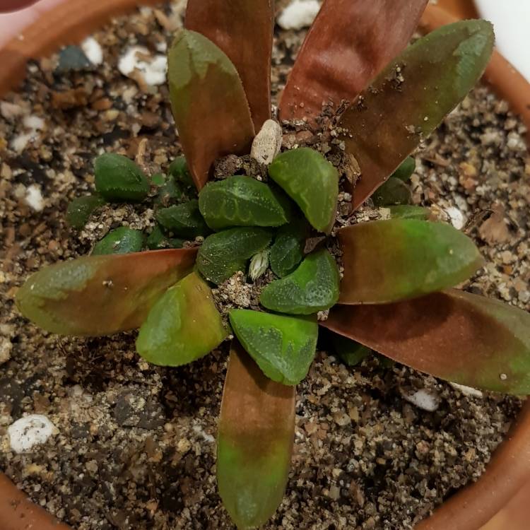 plant image 727531