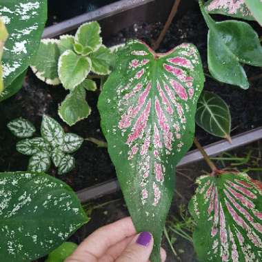 Caladium 'Thai Beauty'