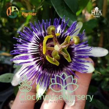 Passiflora caerulea