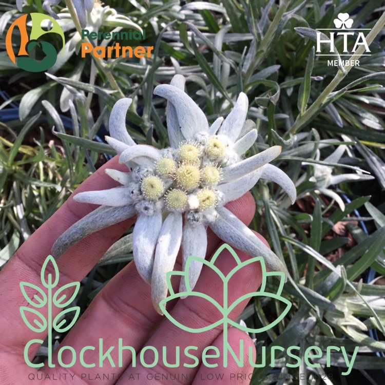 Plant image Leontopodium alpinum