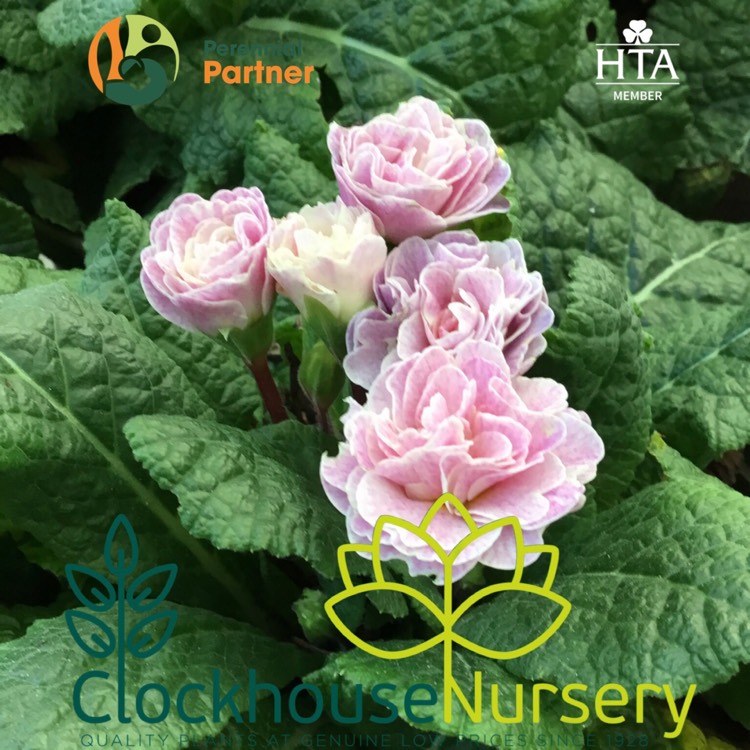 Plant image Primula belerina 'Pink Champagne'