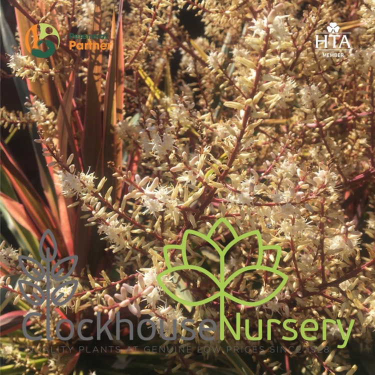 plant image 1322337