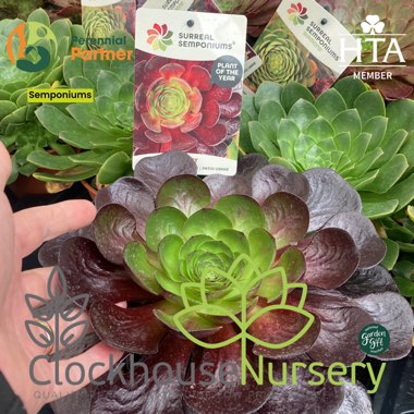 Clockhouse's garden