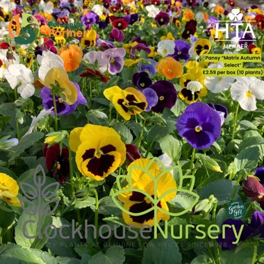 Clockhouse's garden